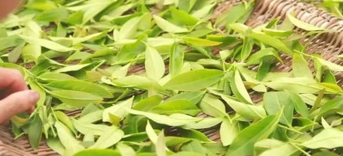 福建龍巖四種遠(yuǎn)近聞名的特產(chǎn)與本地茶葉文化探秘