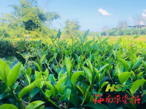 厲害了，這家公司的有機(jī)茶榮獲歐盟和中國有機(jī)食品雙重認(rèn)證