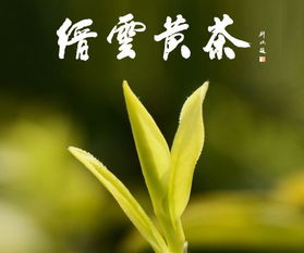 麗水茶香飄省城 本周末杭州集體亮相，探秘高山茶葉的獨(dú)特魅力