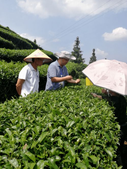 專家服務(wù)團(tuán)助力三江侗族自治縣茶產(chǎn)業(yè)脫貧攻堅(jiān)