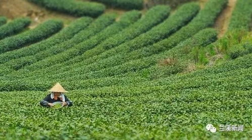 蘭溪茉莉花茶 何以吸引日本飲品巨頭遠道而來？